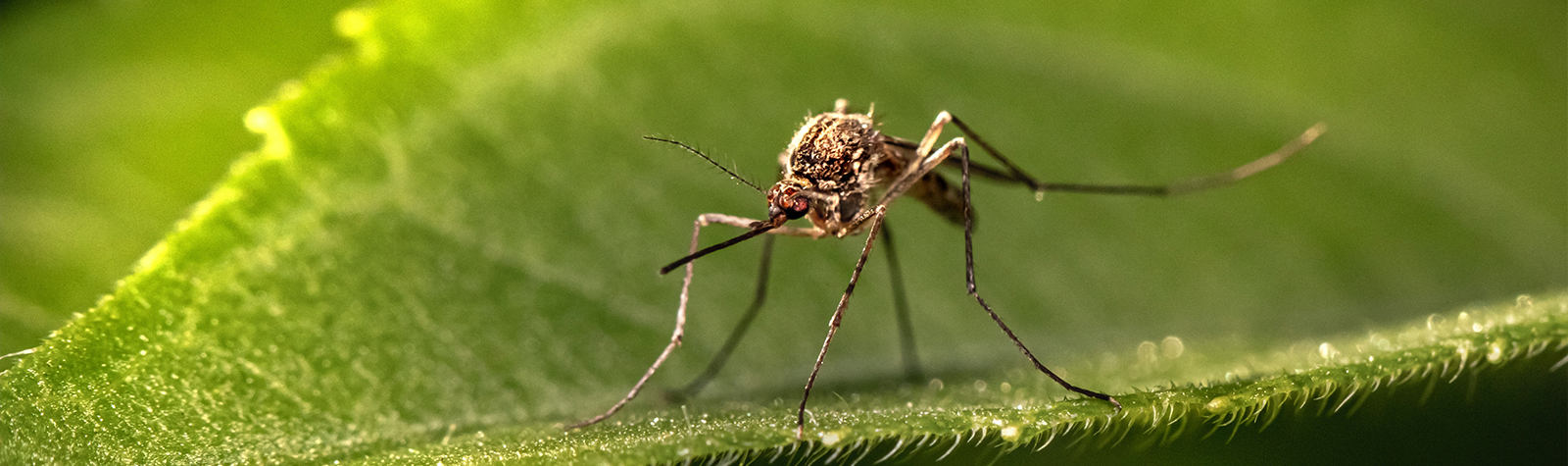 Mosquito-borne illnesses – reducing your risk at home and on holidays